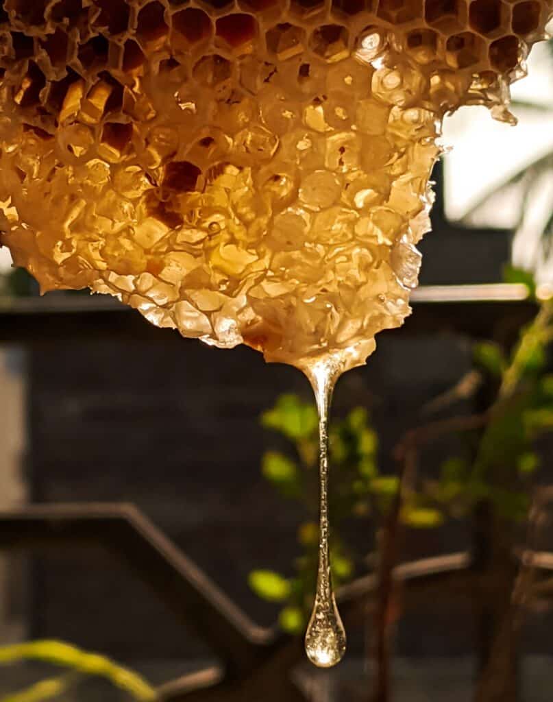 Best Honey Extractor