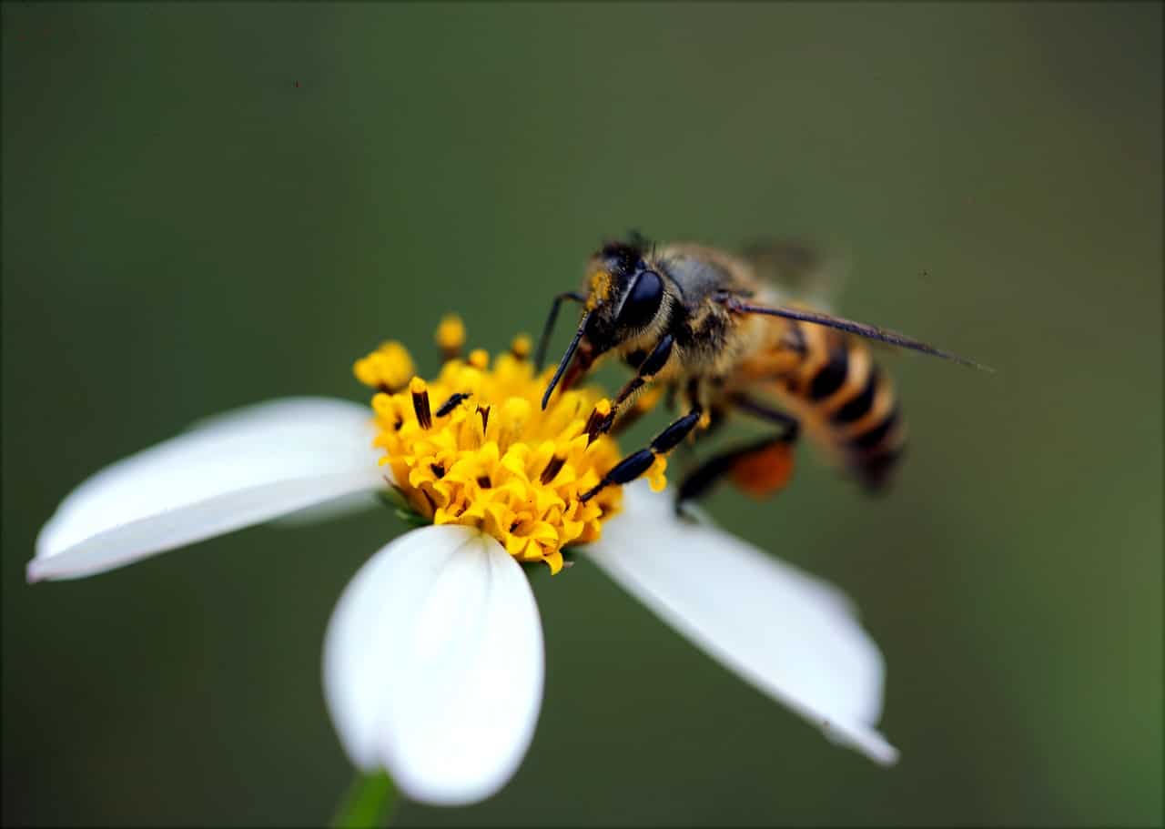 Do Wasps Make Honey