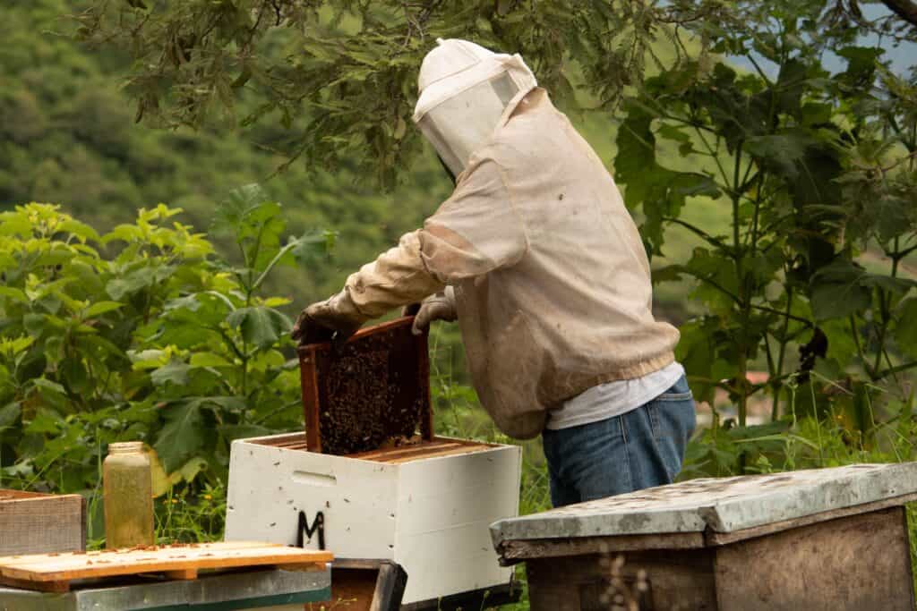 Honey extractor types depend on your apiary