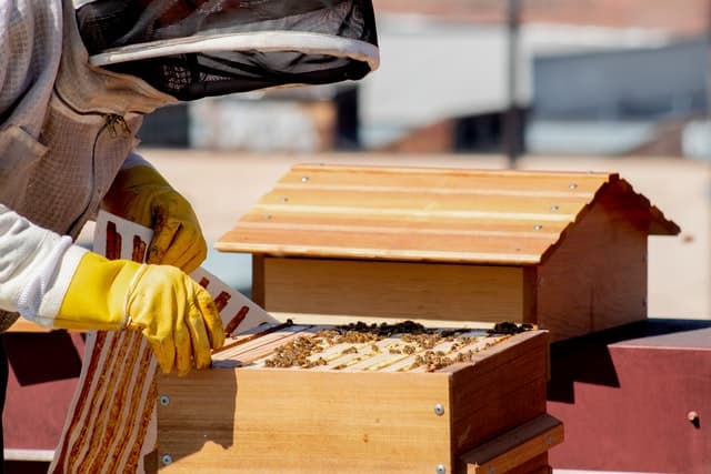 Beekeeper with Beekeeping Veils