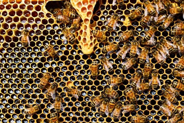 Bees - Honeycomb