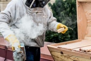 Beekeeping 101 - The #1 Source For Apiculture Enthusiasts