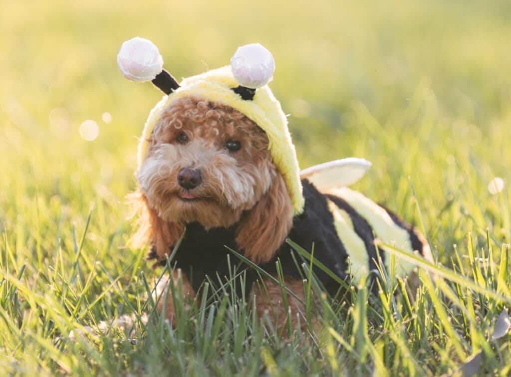 Beekeeper costume for pet