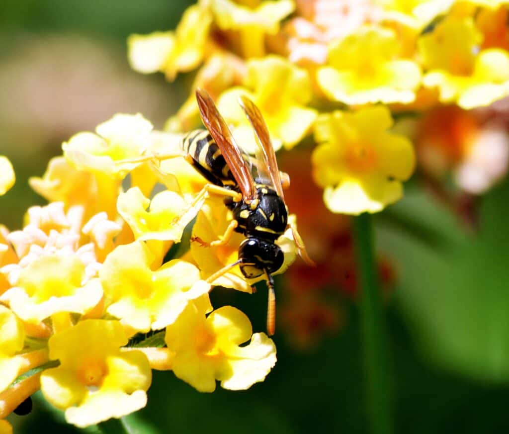Some wasps make honey from nectar same as honey bees