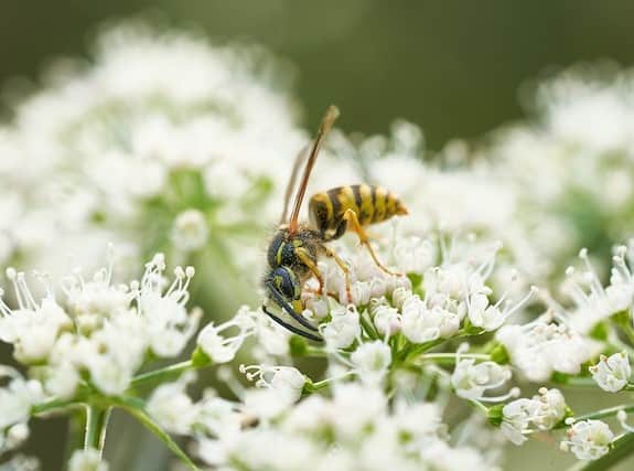 Wasp pollinating a flower
