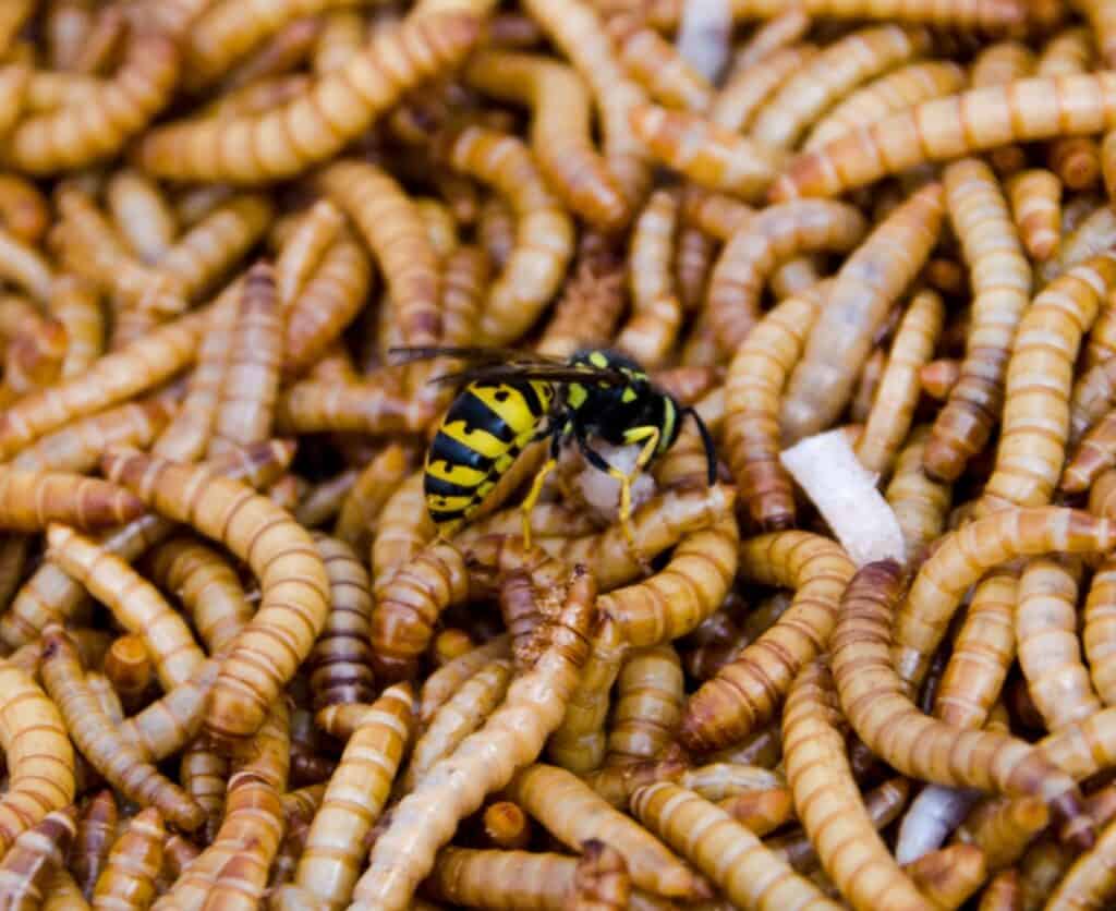 Wasps as pest and insect control