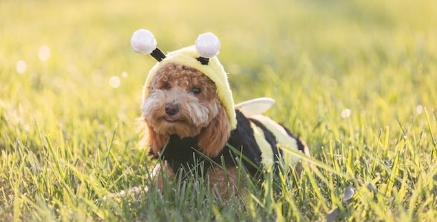 best beekeeper costumes