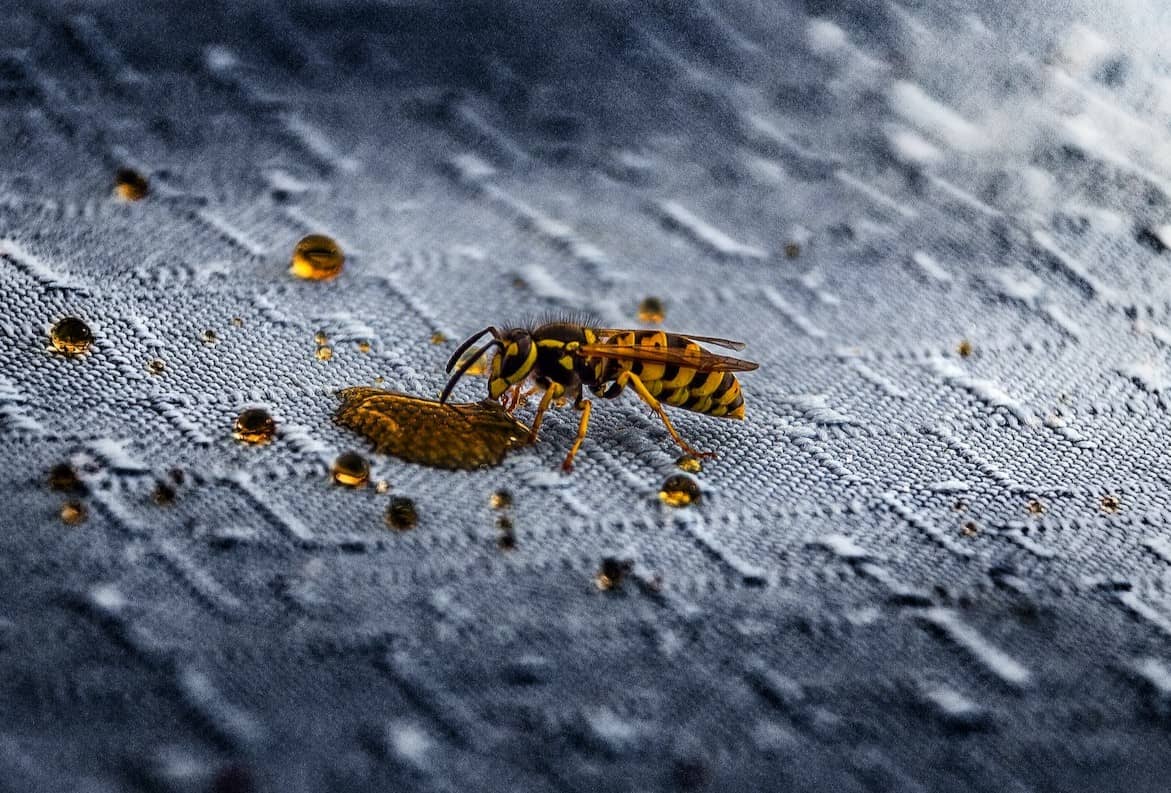 do wasps make honey