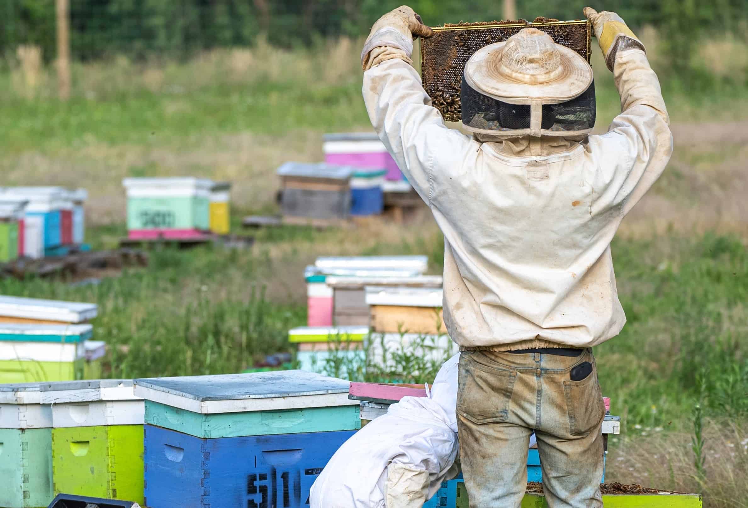 Best Beekeeping Veils For Beekeepers