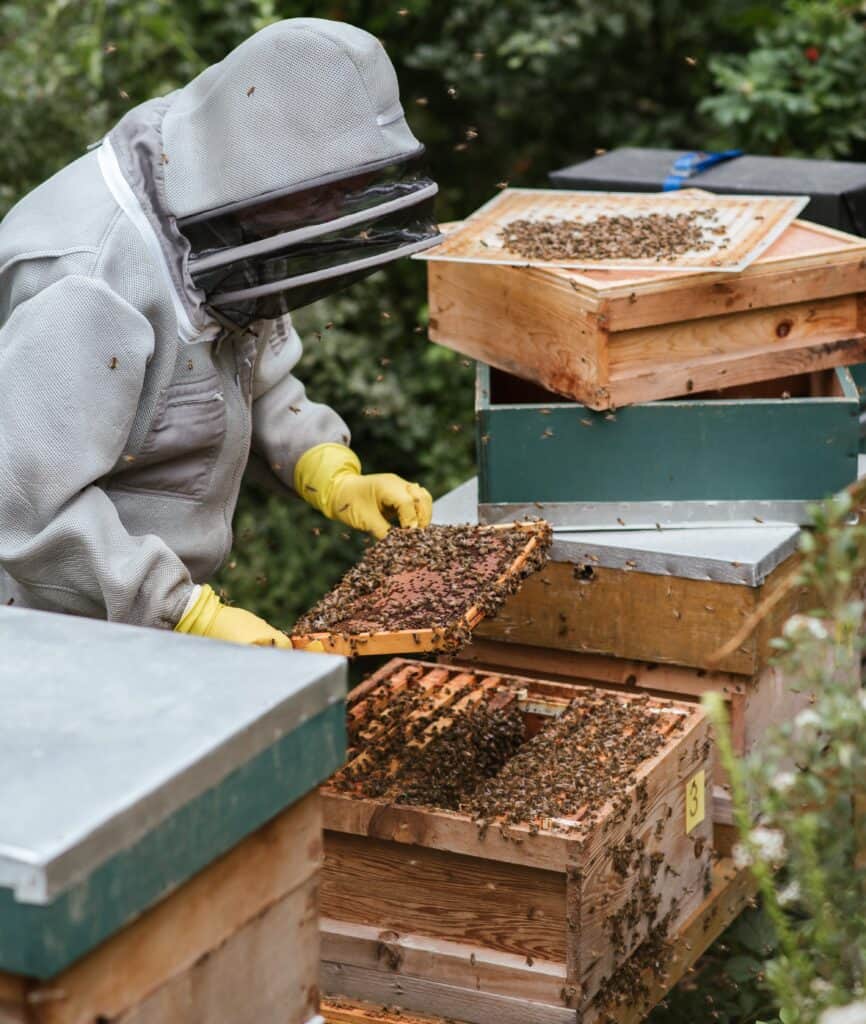 Over time, you might see the full benefit of having used queen excluders in your hives