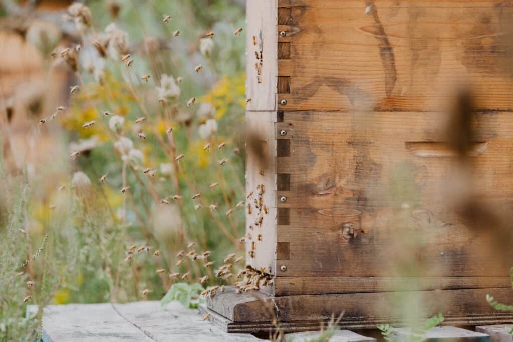 Swarming may or may not be caused by the use of excluders or other new tools on your hives