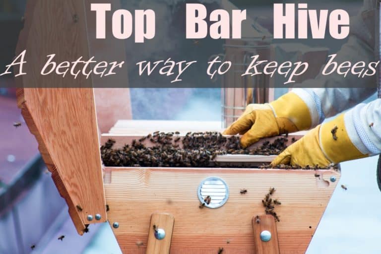 TOP BAR HIVE: A better way to keep bees? - Beekeeping 101