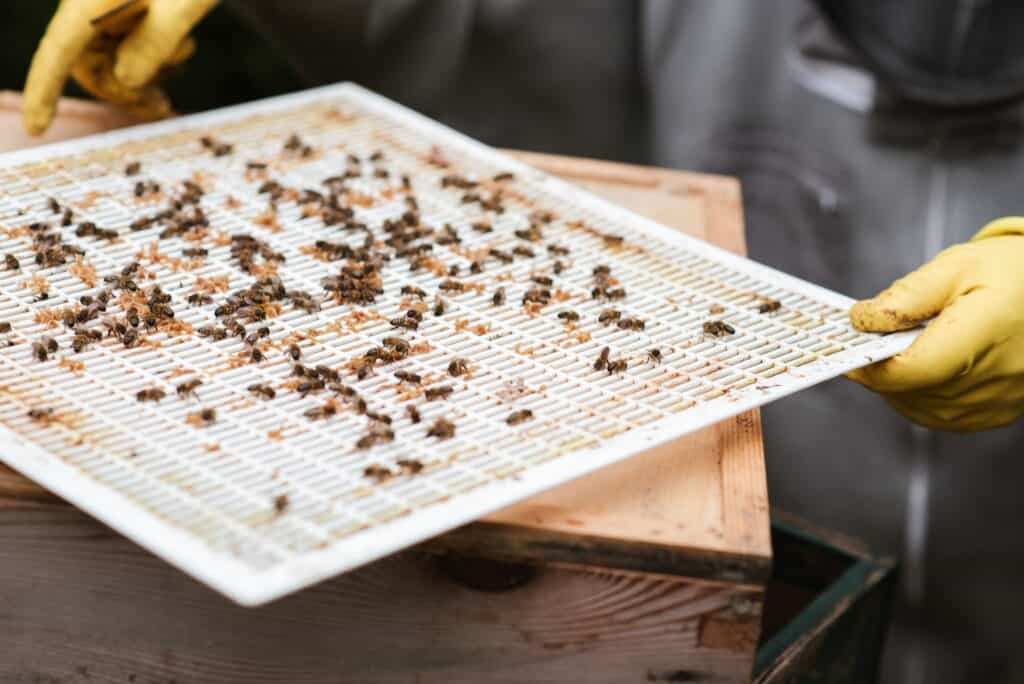 Use a queen excluder between brood box and honey supers