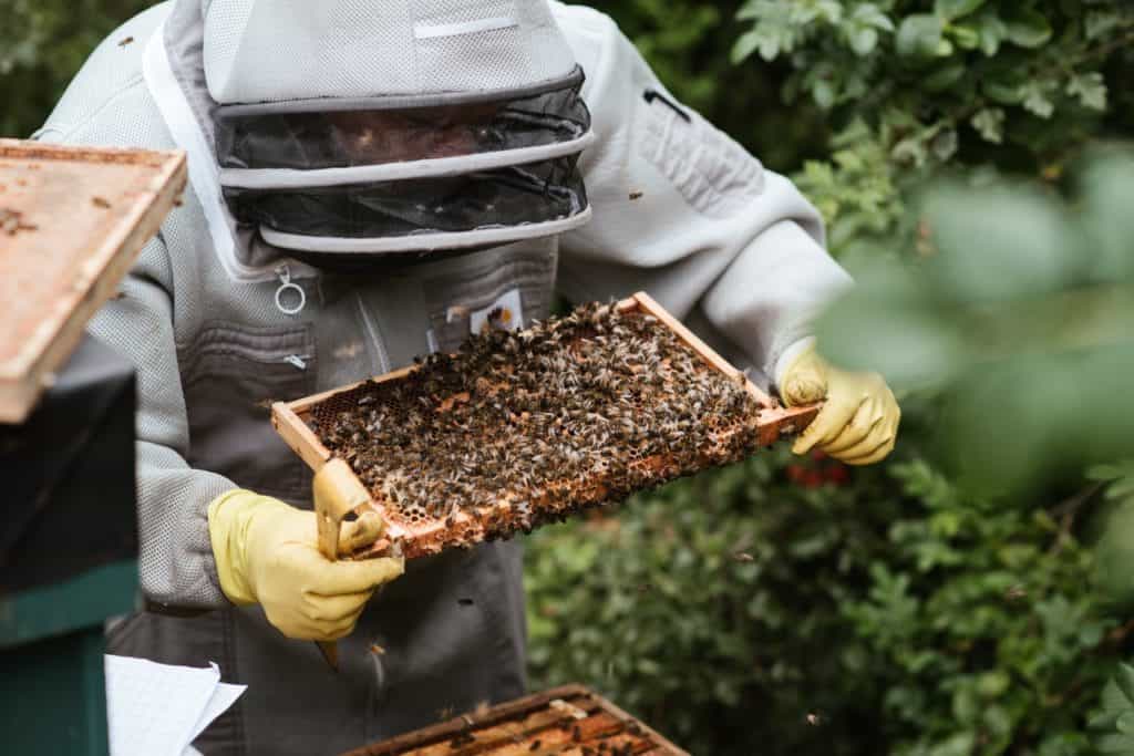 A beekeeper looking at a hive where queens lay egg