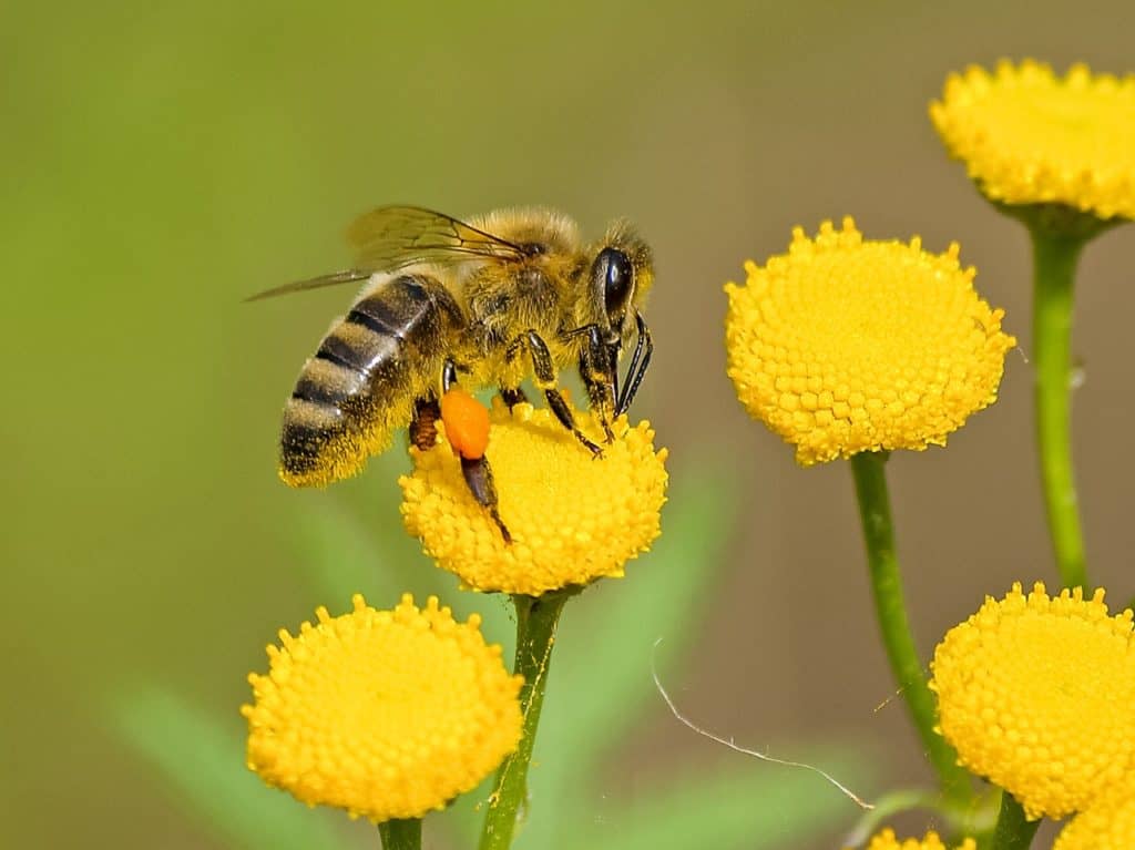 Bees gather nectars from wildflowers and other plants