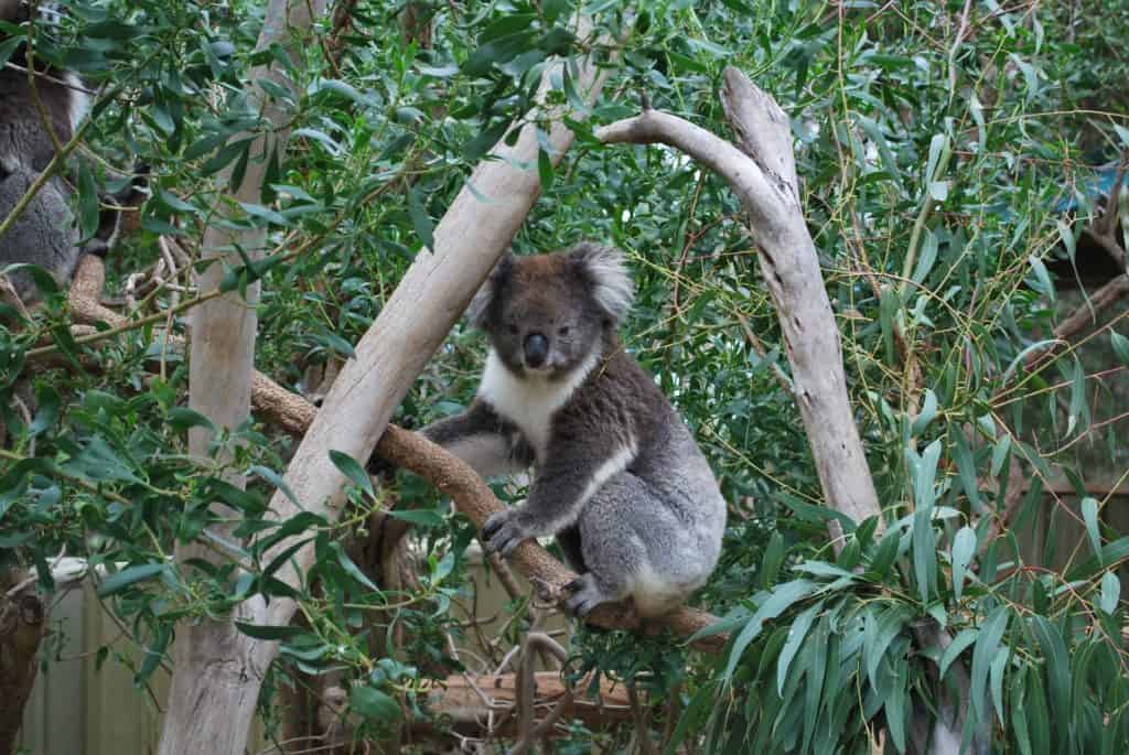 Eucalyptus plants have been home and food for koalas