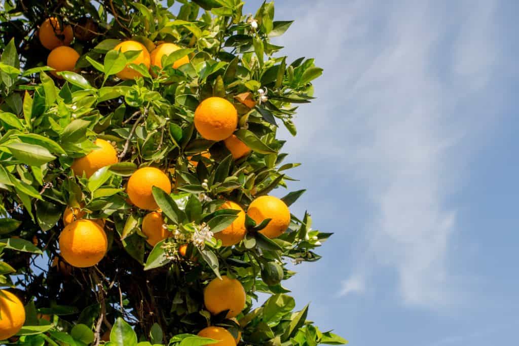 Orange Blossom Honey comes from the nectars of the orange tree flowers