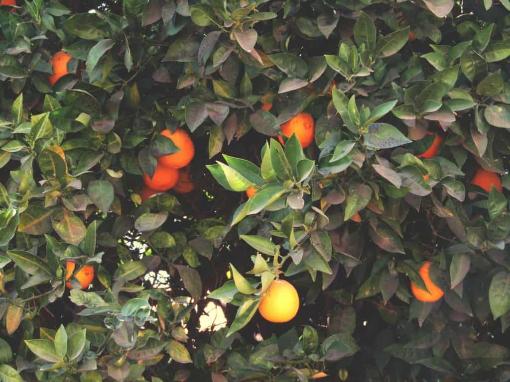 Orange trees provide people with honey and related products