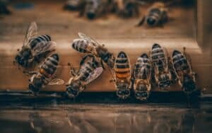 Oxalic Acid Vaporizers