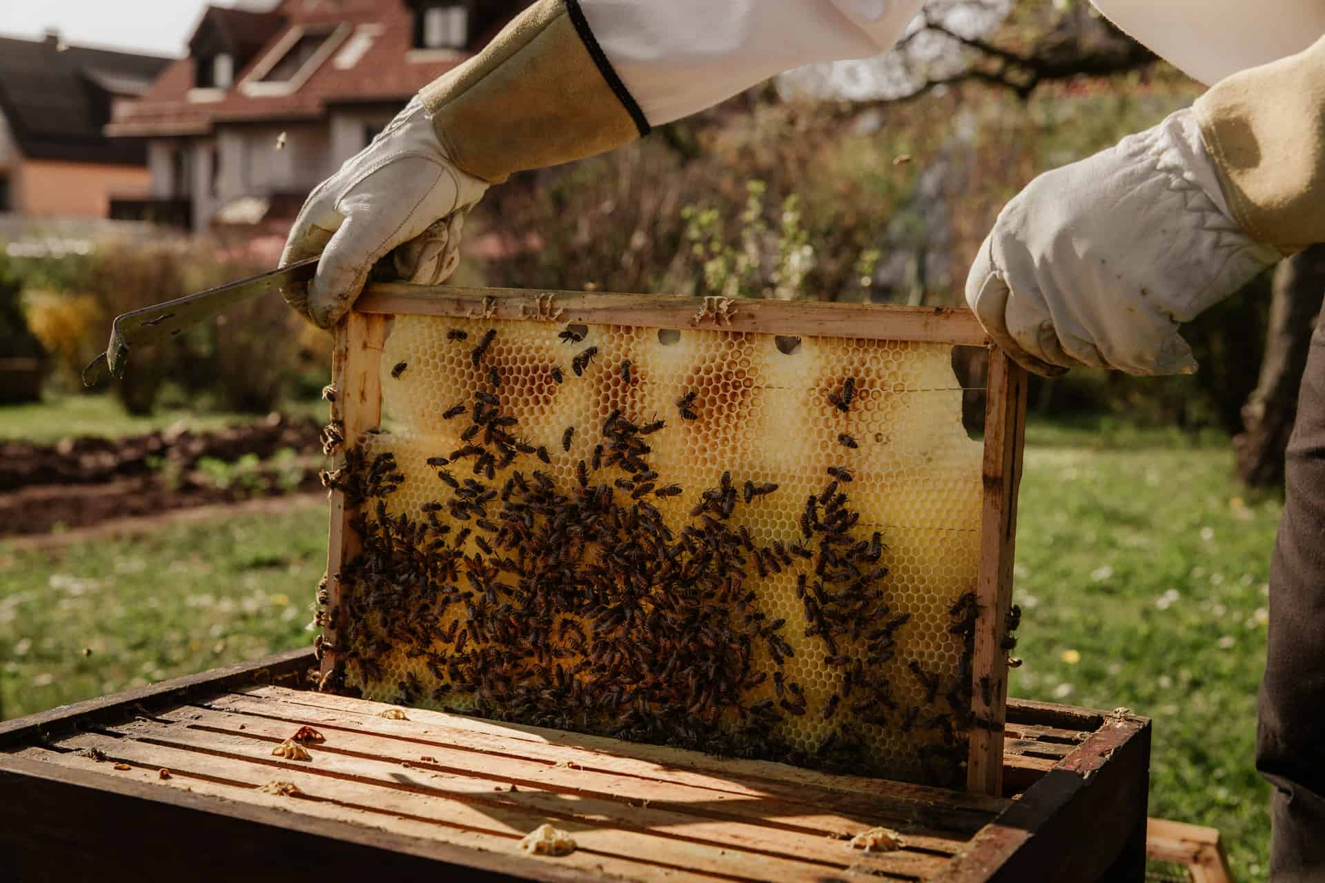 Queen Bees - A Primer