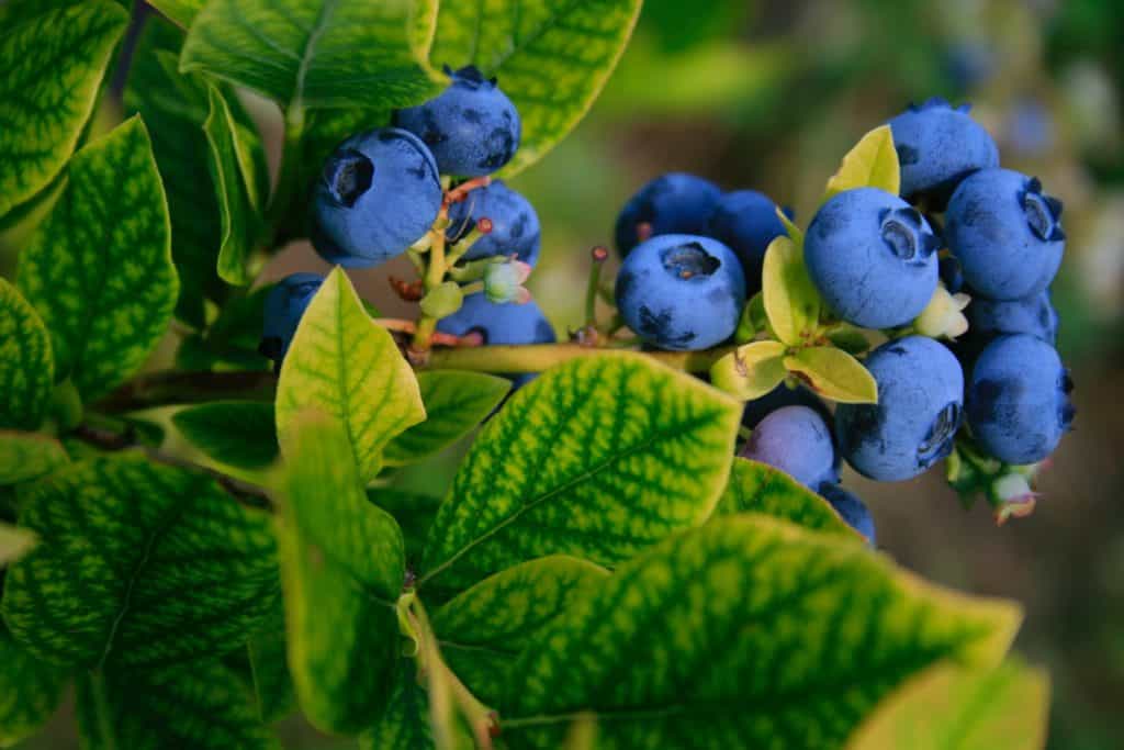 Raw honey blueberry provides are from the flowers of these bushes