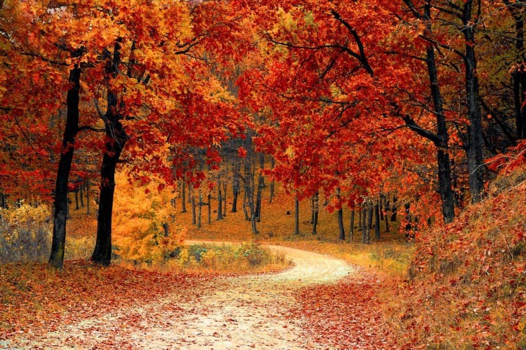 The tree has leaves that turns from dark green to bright scarlet crimson to purple to yellow orange