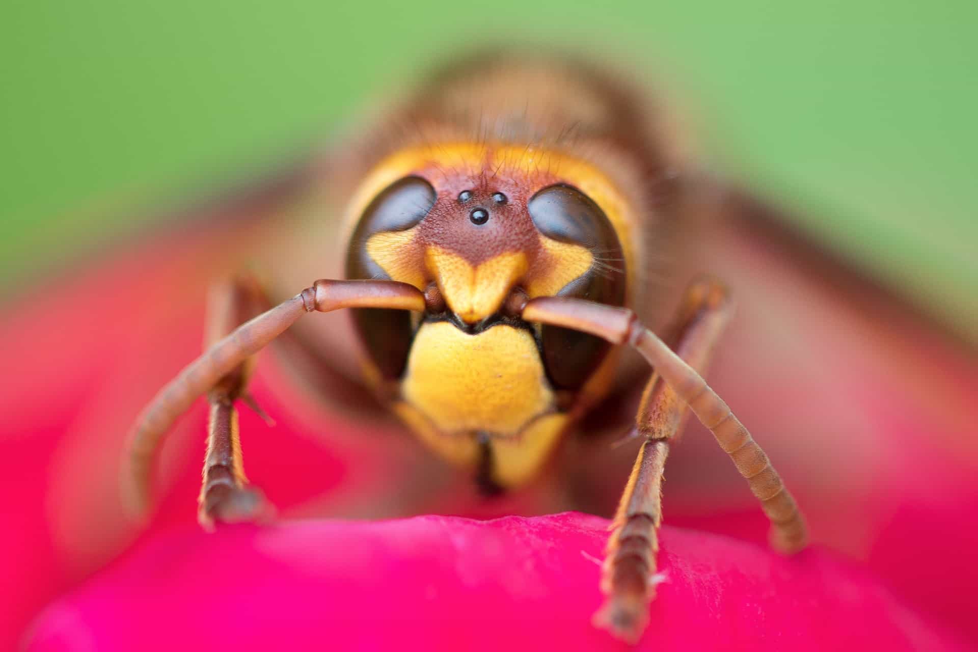 how many eyes does a bee have