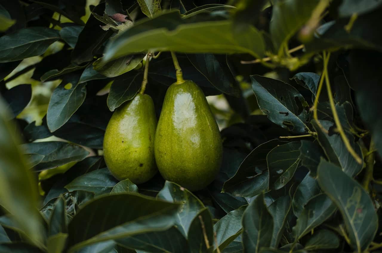 Avocado honey