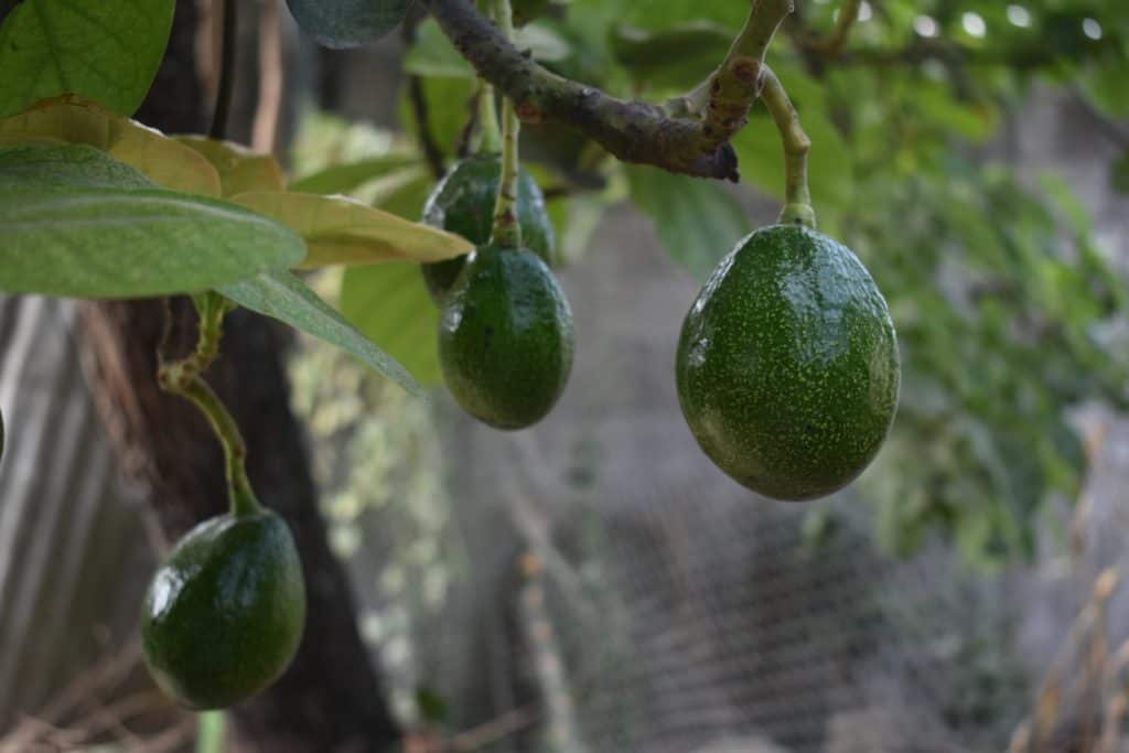 Avocado trees grow mainly in California and Central America