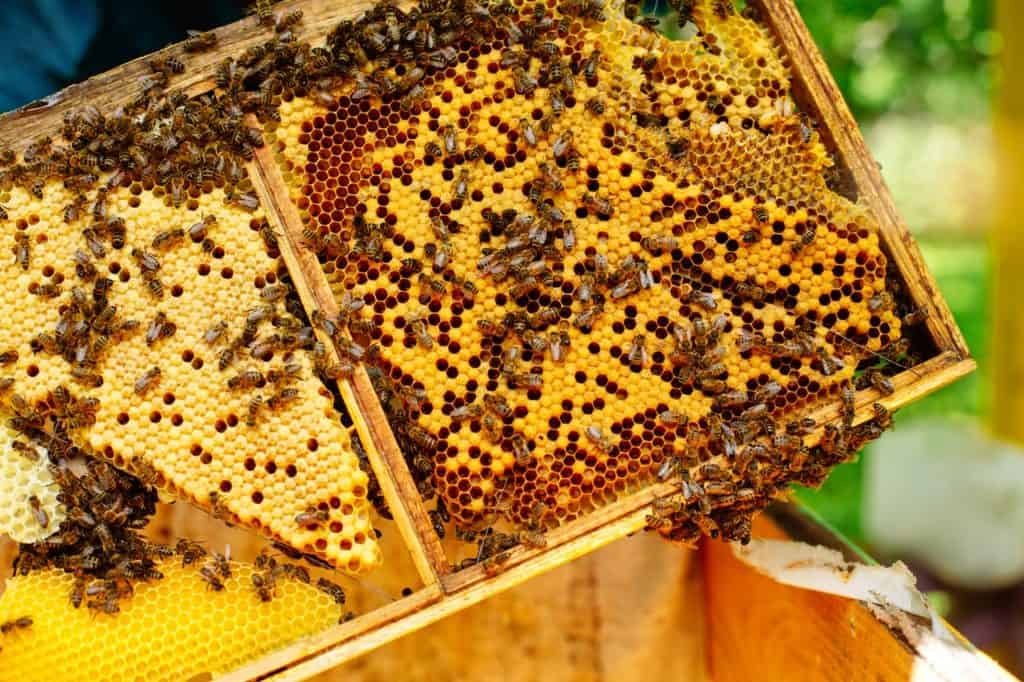 Besides honey, royal jelly, beeswax and other bee products, honey bees produce propolis used to treat respiratoty tract infections, genital herpes, and oral mucositis