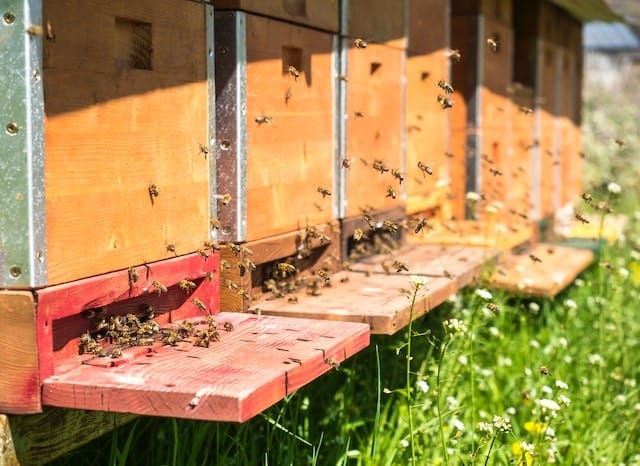 In beekeeping, virgin queens may opt to leave one hive for another