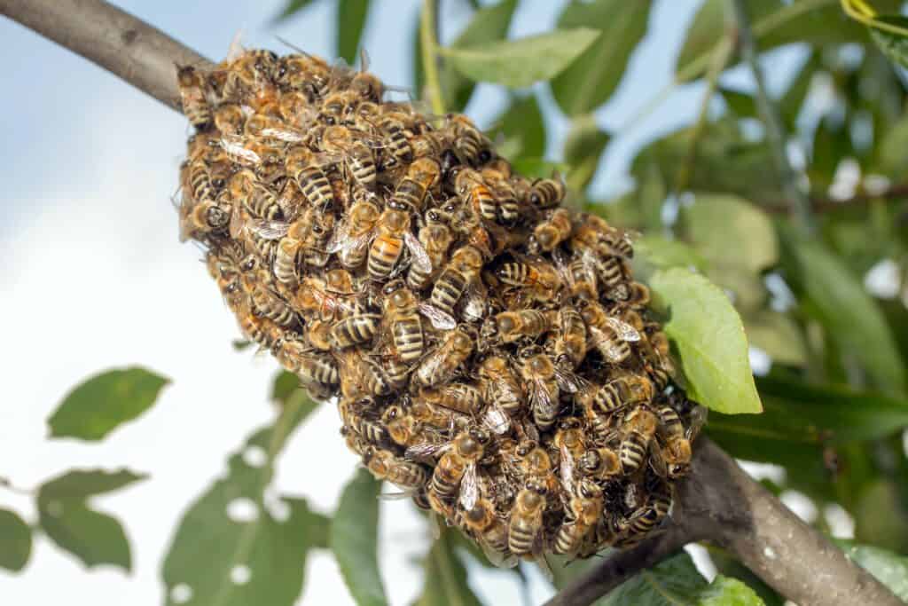 There are other beneficial bees other than honey bees around us