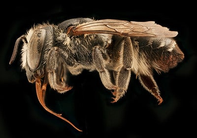 Leafcutter bees are prominent in North America