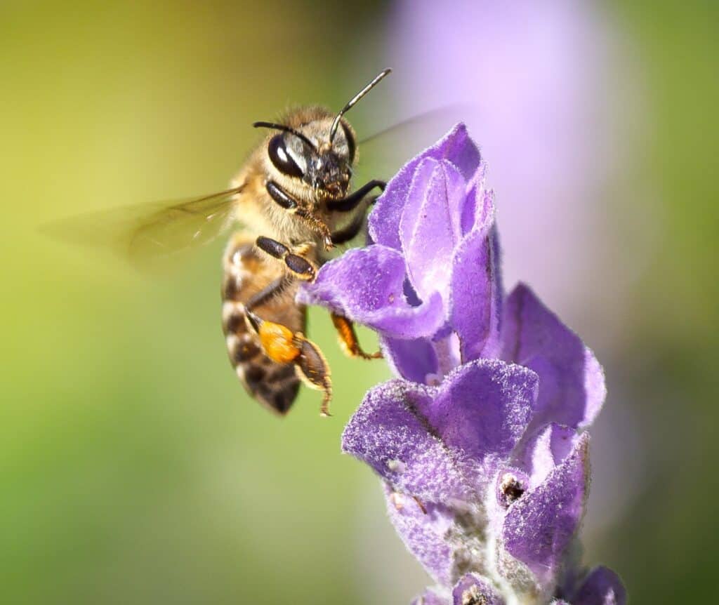 Bees gather nectar to make honey