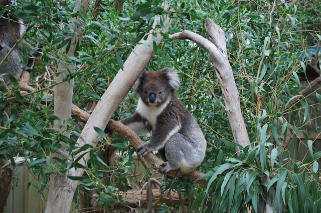 Eucalyptus plants have been home and food for koalas
