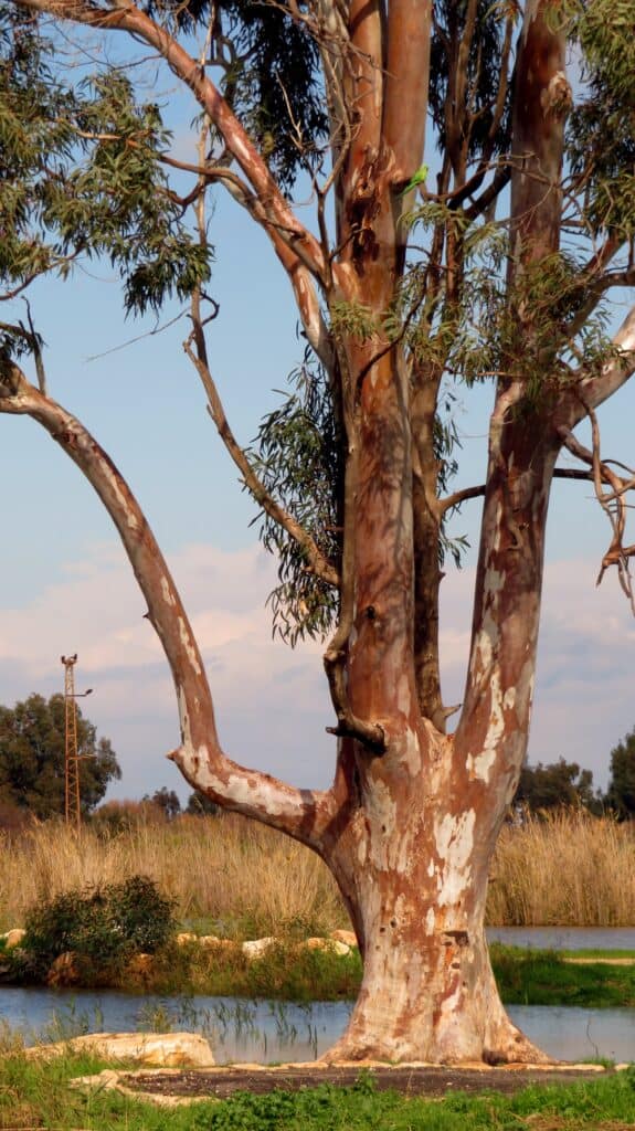 Eucalyptus trees provide nectar to make eucalyptus honey