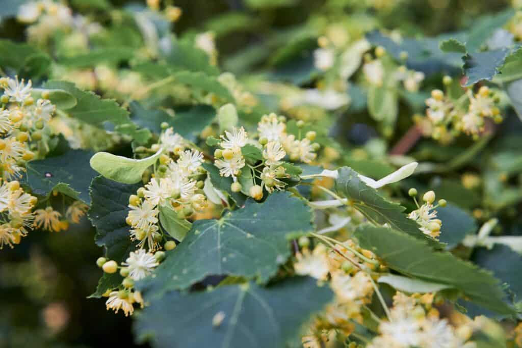 Honey bees gather nectar from the flower of the Linden tree