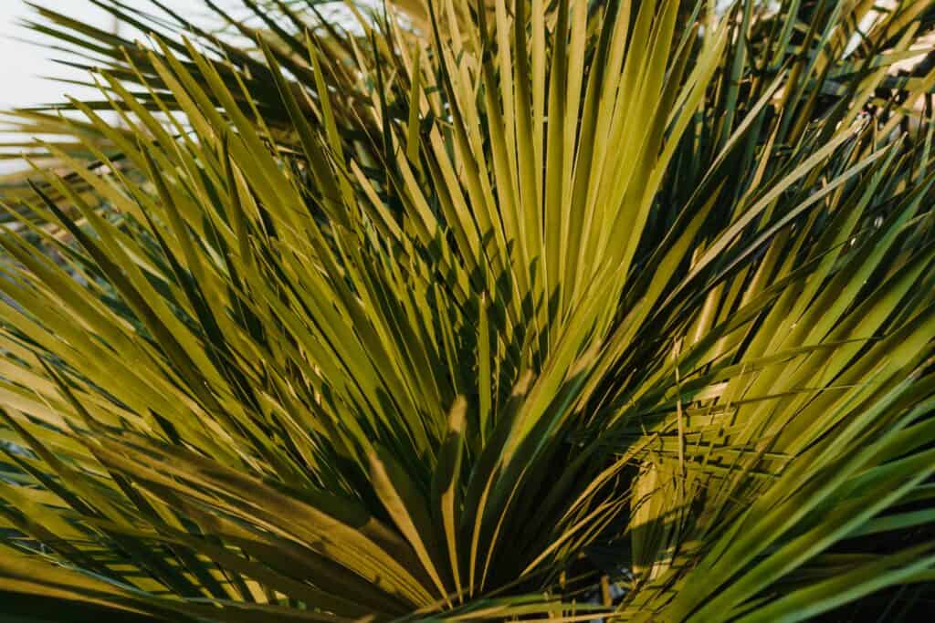 Saw palmetto plants grow more in Florida