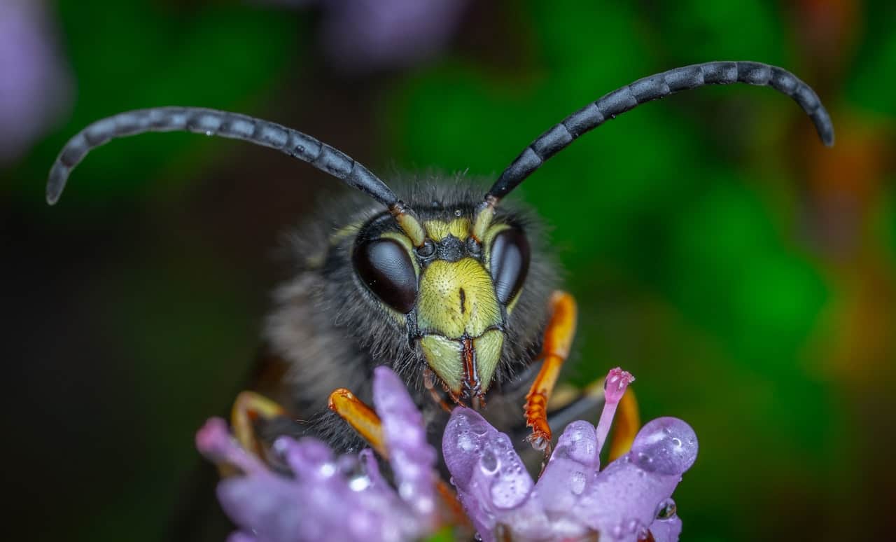 What is Alfalfa Honey