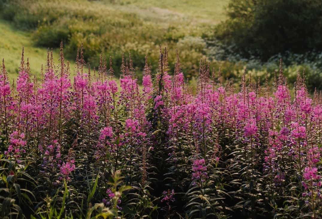 What is Fireweed Honey