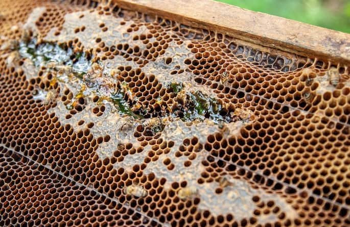 What is bee propolis good for