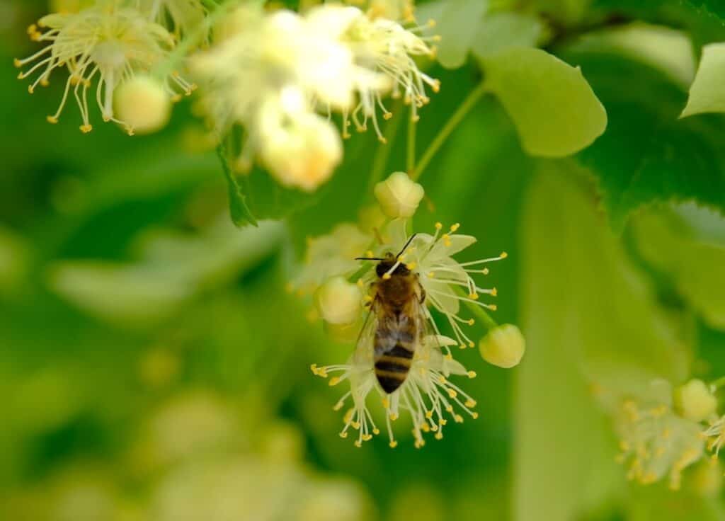 bees love the linden flowers