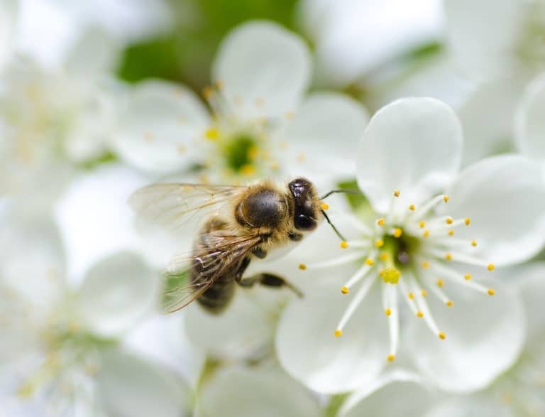 Bee on Leatherwood flower