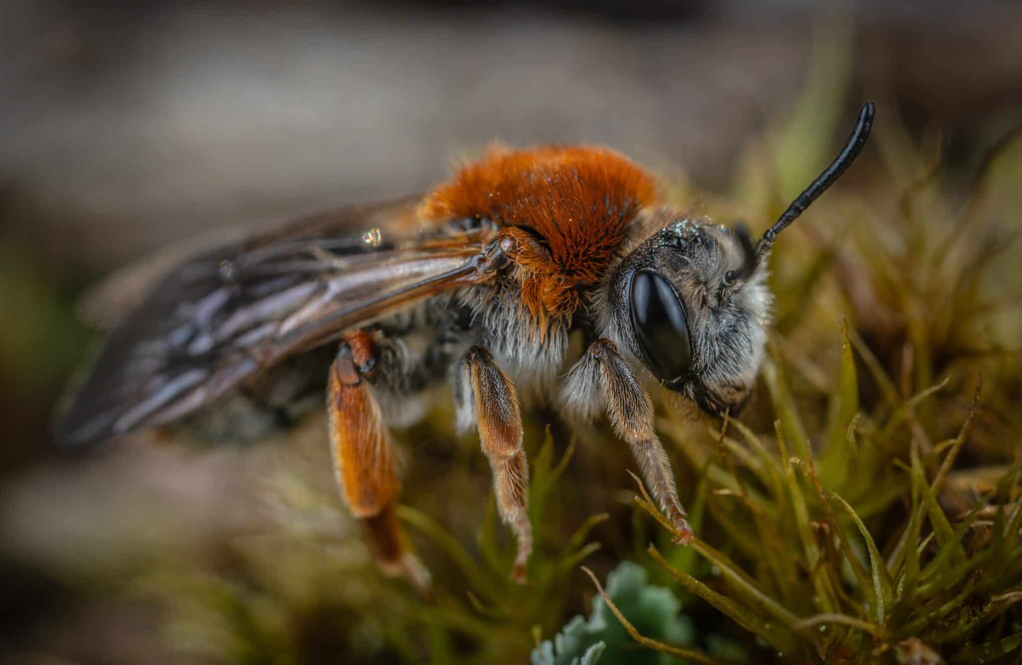 Fear of Bees (Melissophobia/Apiphobia) - Beekeeping 101