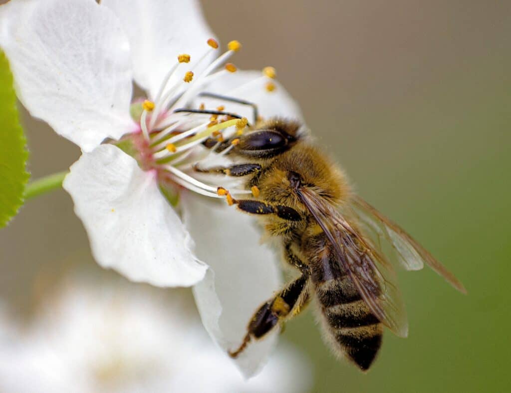 Most bees love white blossoms in the pacific northwest