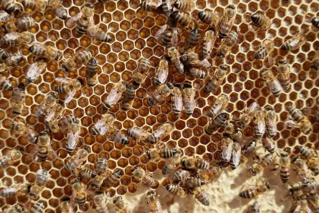 What The Heck is Beeswax? - Beekeeping 101