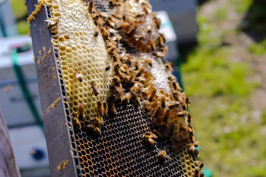beeswax in hive