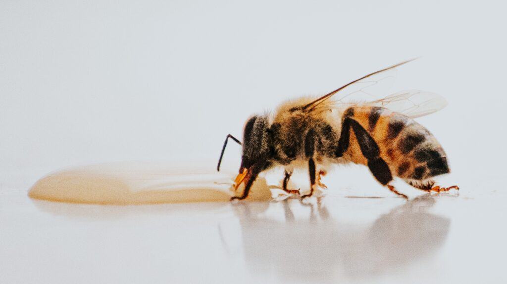 A honey bee takes honey as food