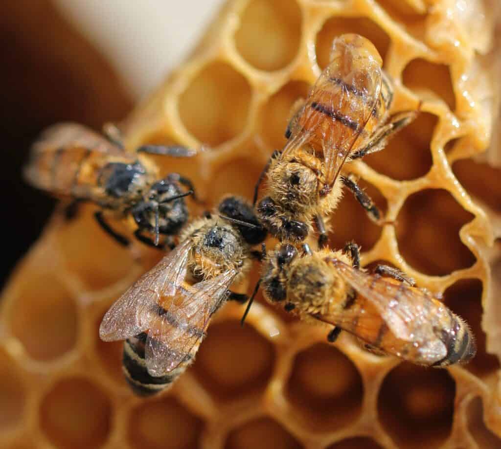Bees bring back food to the hive to feed the bee larvae