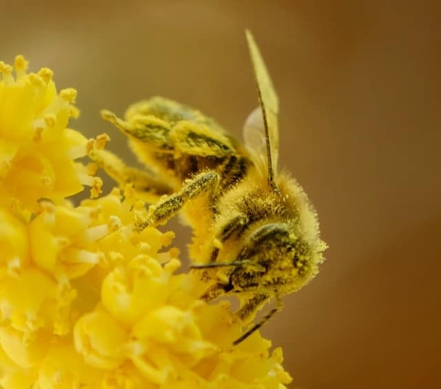 Bees feeding on pollen